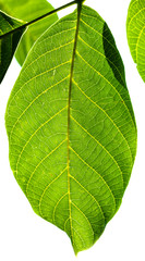 fresh green leaf of Walnut tree illuminated by sun