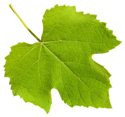 green leaf of grape vine plant (Vitis vinifera)