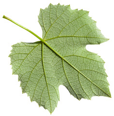 back side of green leaf of grape vine plant
