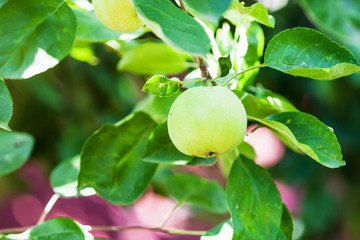 green apple on tree in garden in summer