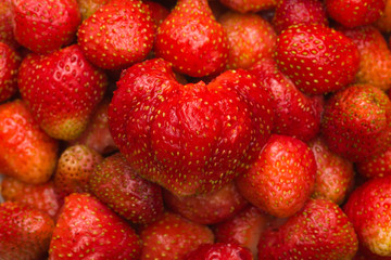 large fresh red strawberry