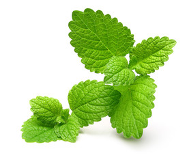 Green lemon melissa, mint leaves 