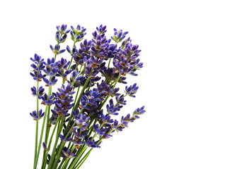 Fototapeta premium bukiet lawendy