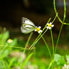 butterfly in rape-seed flowers