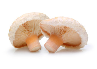  Edible mushrooms  isolated