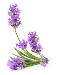 Bunch of flowering lavender herb