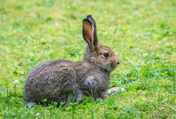 Fototapeta premium Hare