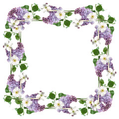 The branch of a lilac and white narcissus. Isolated 