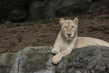 female albino lions