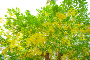 Golden shower tree