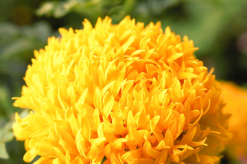 Marigolds