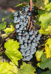 bunch of red grapes on the vine with green leaves