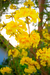 beautiful yellow flower of Trumpet trees or Tabebuia.