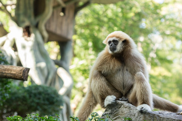 white-hand gibbon
