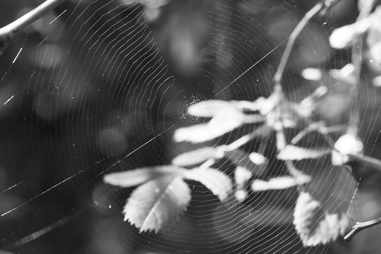 Fototapeta Spider web on the street.