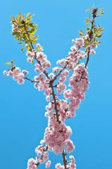 Printed kitchen splashbacks Cherryblossom Cherry blossom