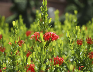 Beautiful Red spike flowers in the garden, select focus
