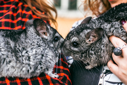 Kissing Of Mama And Baby Chinchilla In Front View