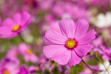 cosmos flower