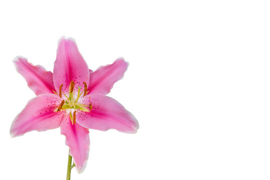 isolated pink lily flower on white background