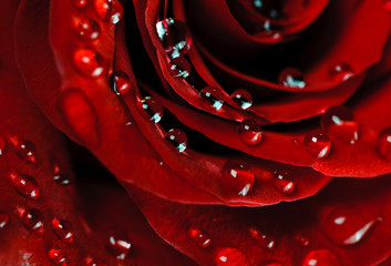 beautiful rose with water drops