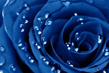 Papier Peint photo Roses blue rose with water drops