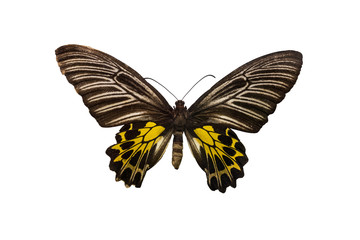isolated butterfly