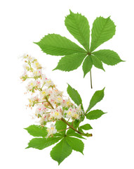 Horse-chestnut (Aesculus hippocastanum, Conker tree) flowers iso © azure