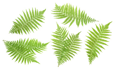 Fern isolated on white. without shadow © azure