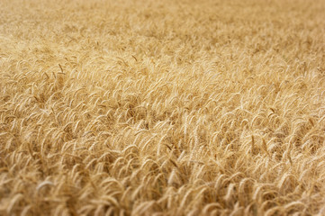 Harvest of wheat with a small depth of field area. Texture of wheat