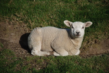 owieczka leżąca w trawie na pastwisku