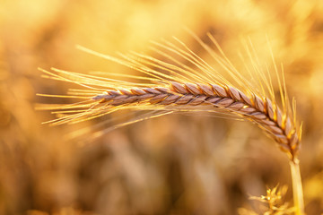 Barley - one shining golden ear of corn on barley field - summer background