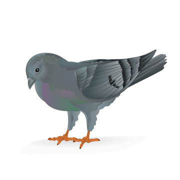 Breeding bird Carrier pigeon domestic sports bird vector illustration