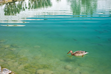 a goose swimming in beautiful river background