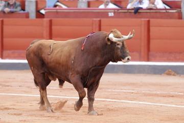 Toro bravo