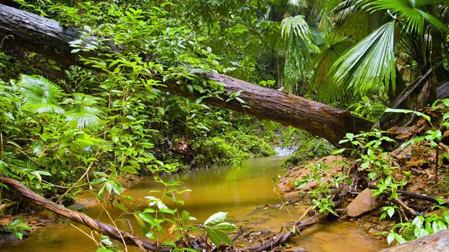 Beautiful and natural, tropical wilderness stream with rainforest deadfall crossing the water and dense foliage in the muddy banks on a rainy day. Video UltraHD