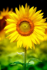 Beautiful yellow flower of sunflower