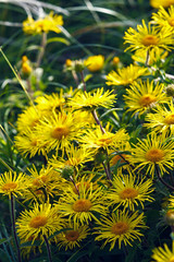 Group of yellow meadow flowers.