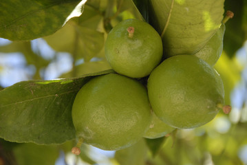 citroenen aan de boom 