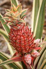 Ornamental dwarf pineapple plant