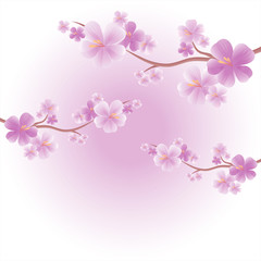 Apple tree flowers. Branches of sakura with Purple flowers isolated on Light Purple color background. Cherry blossom branches. Vector