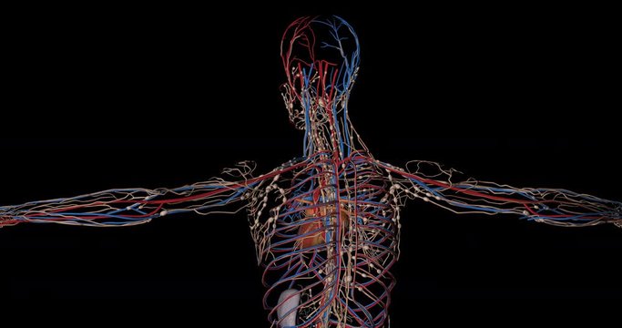 Animation of the circulatory system or cardiovascular system of a human body with lymphatic system, arteries, veins, heart and spleen, gyrating on black background in 4K format
