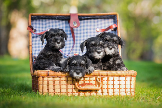 Four miniature schnauzer puppies playing in a suitcase
