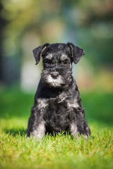 Miniature schnauzer puppy sitting on the lawn