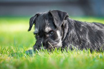 Miniature schnauzer puppy lying ion the lawn