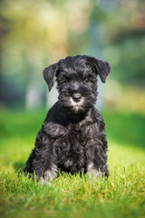 Miniature schnauzer puppy in summer