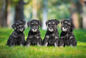 Four miniature schnauzer puppies sitting on the lawn