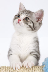 Young gray kitten on a white background looks at the top. 