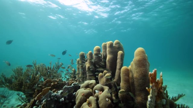 Unterwasser - Riff - Koralle - Schwamm - Tauchen - Curacao - Karibik