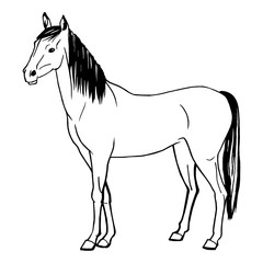 Vector illustration of a horse painted by hand